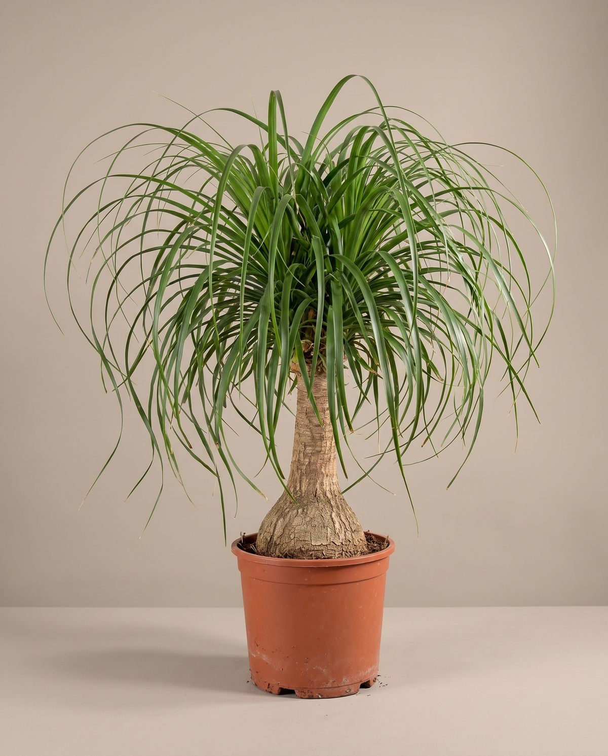 Ponytail palm in a grow pot, front studio, Extra large