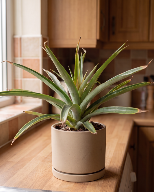 Pineapple plant in a decorative ceramic, styled in a room