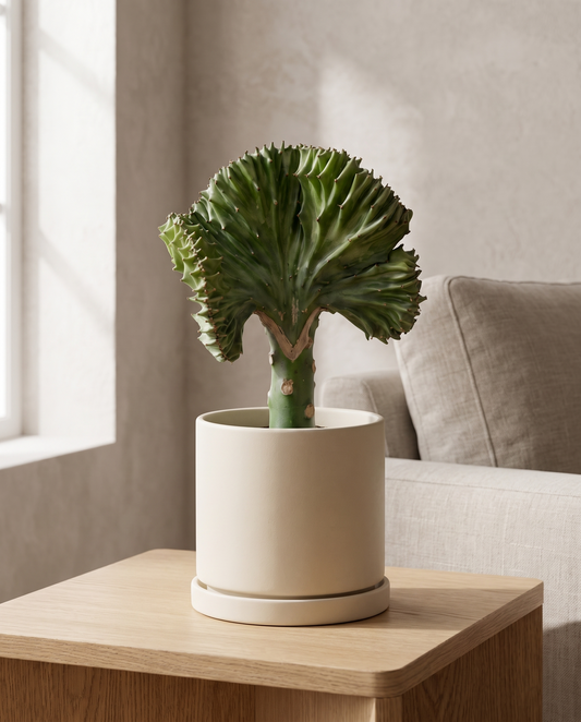 Crested cactus in a decorative ceramic, styled in a room