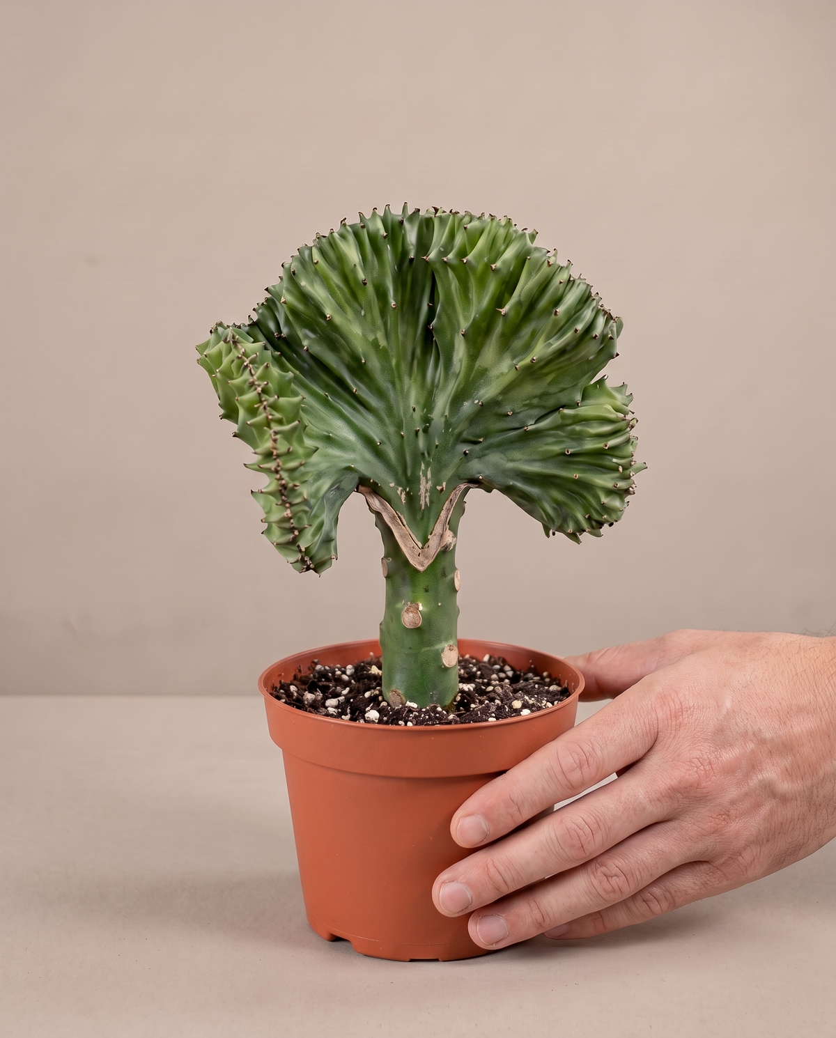 Crested cactus in a grow pot, hand for scale