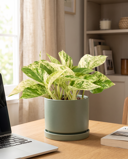 Marble Queen pothos in a decorative ceramic, styled in a room
