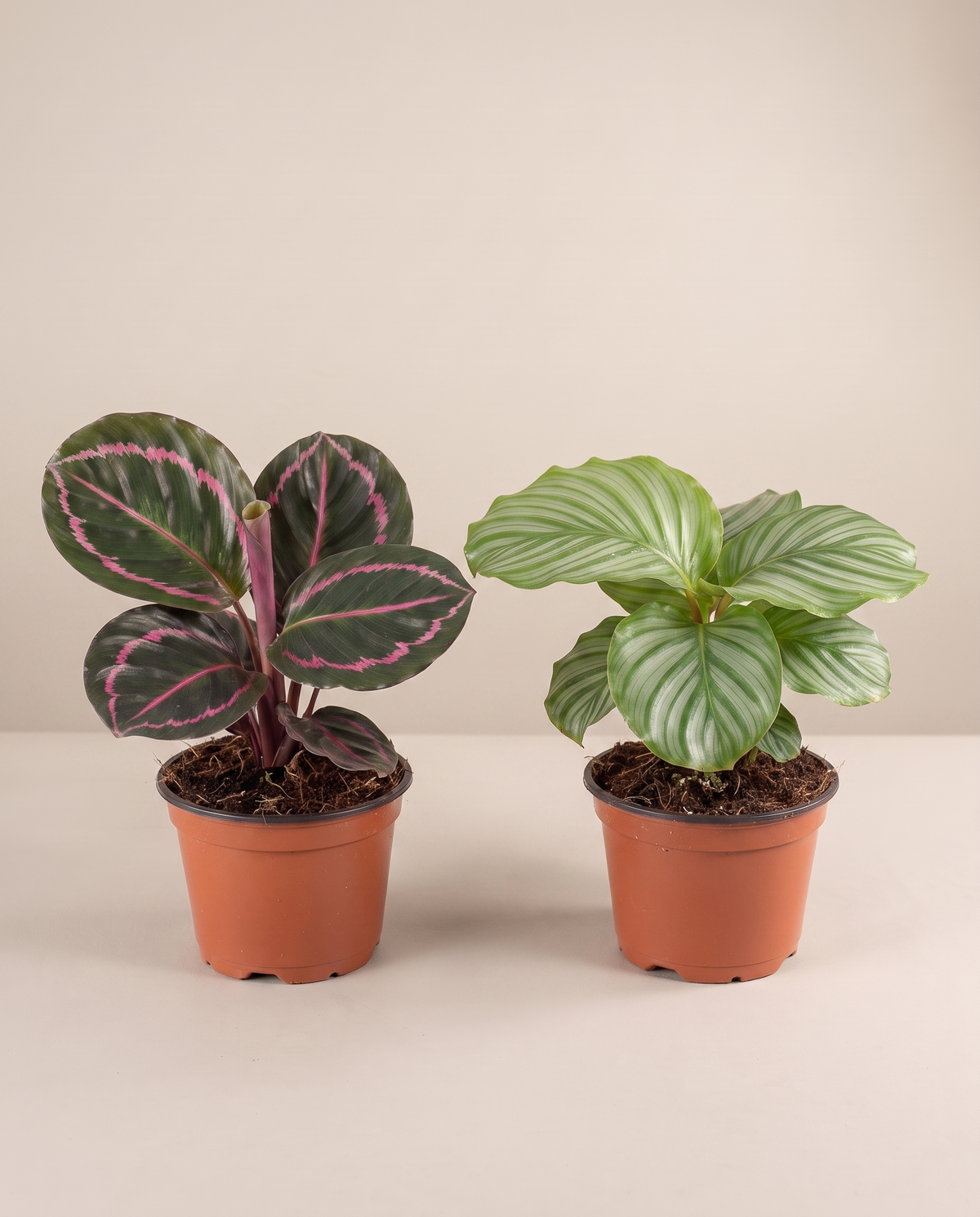 Calathea 2-pack in grow pots, front studio