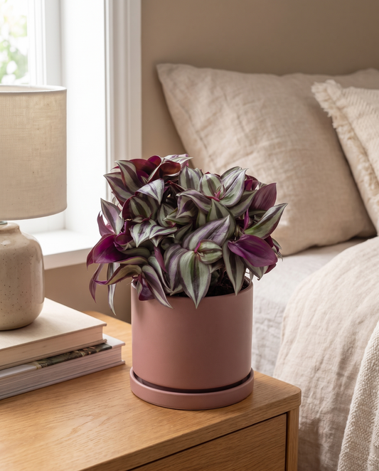 Tradescantia in a decorative ceramic, styled in a room