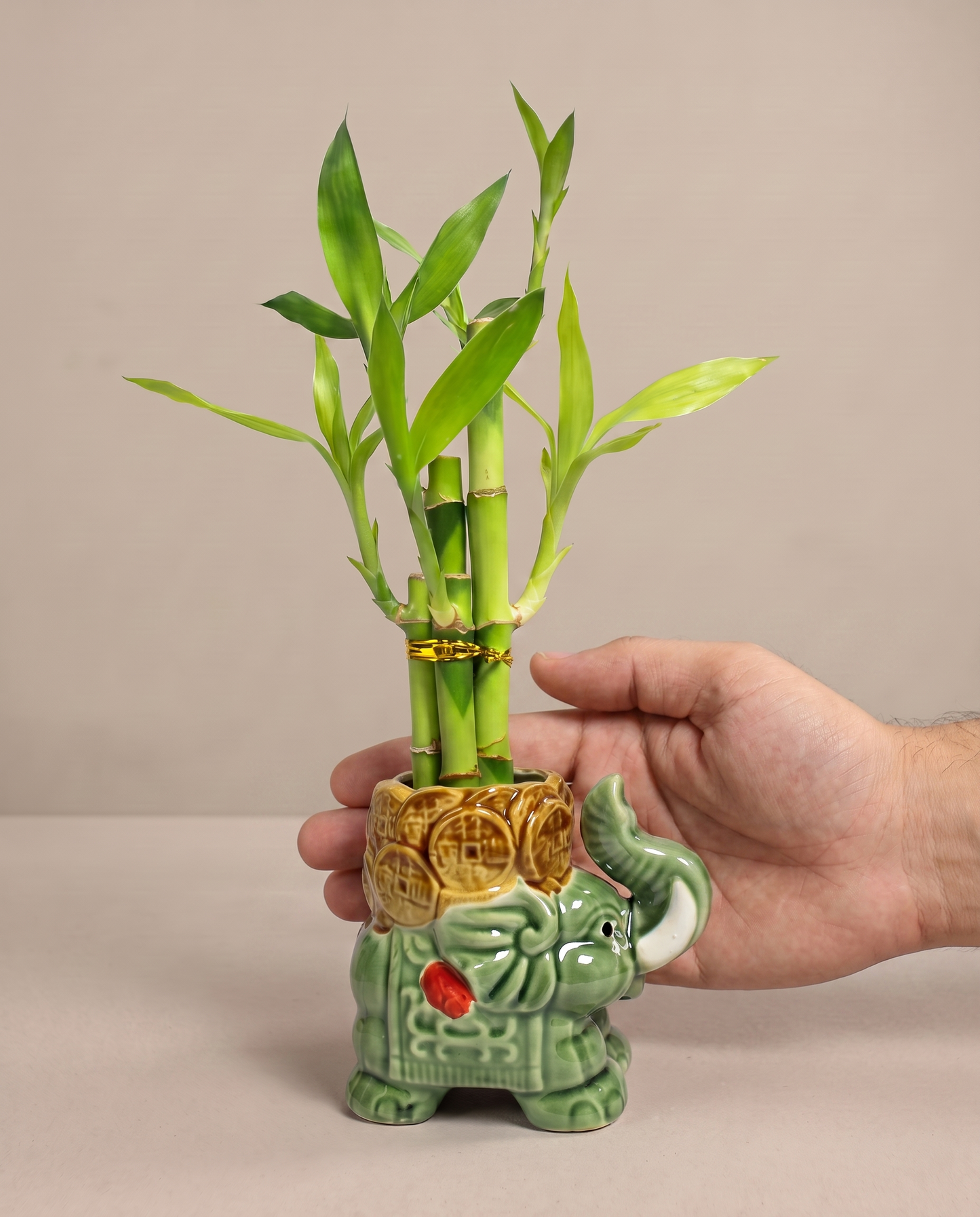 Lucky bamboo 5-stalk arrangement in the included sage elephant ceramic, hand for scale
