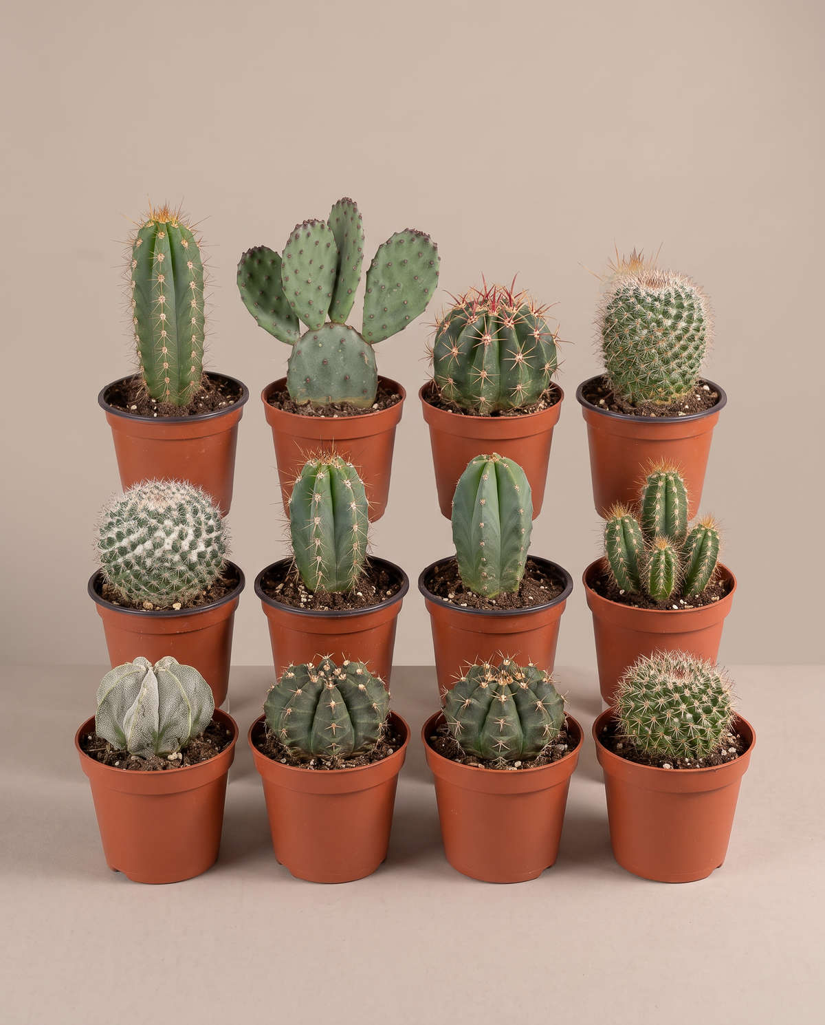Large cactus bundle 12-pack in grow pots, front studio