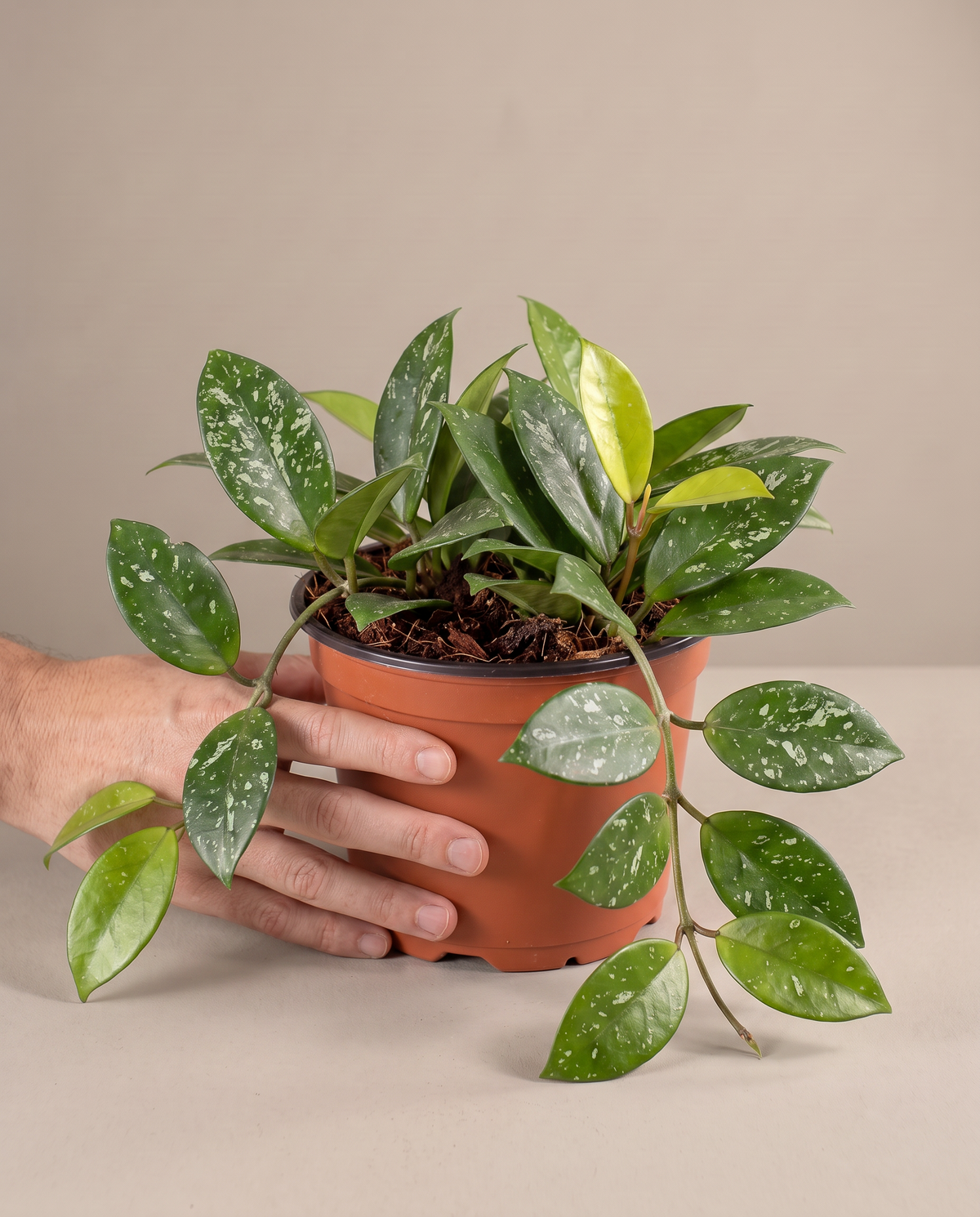 Hoya carnosa in a grow pot, hand for scale, Medium