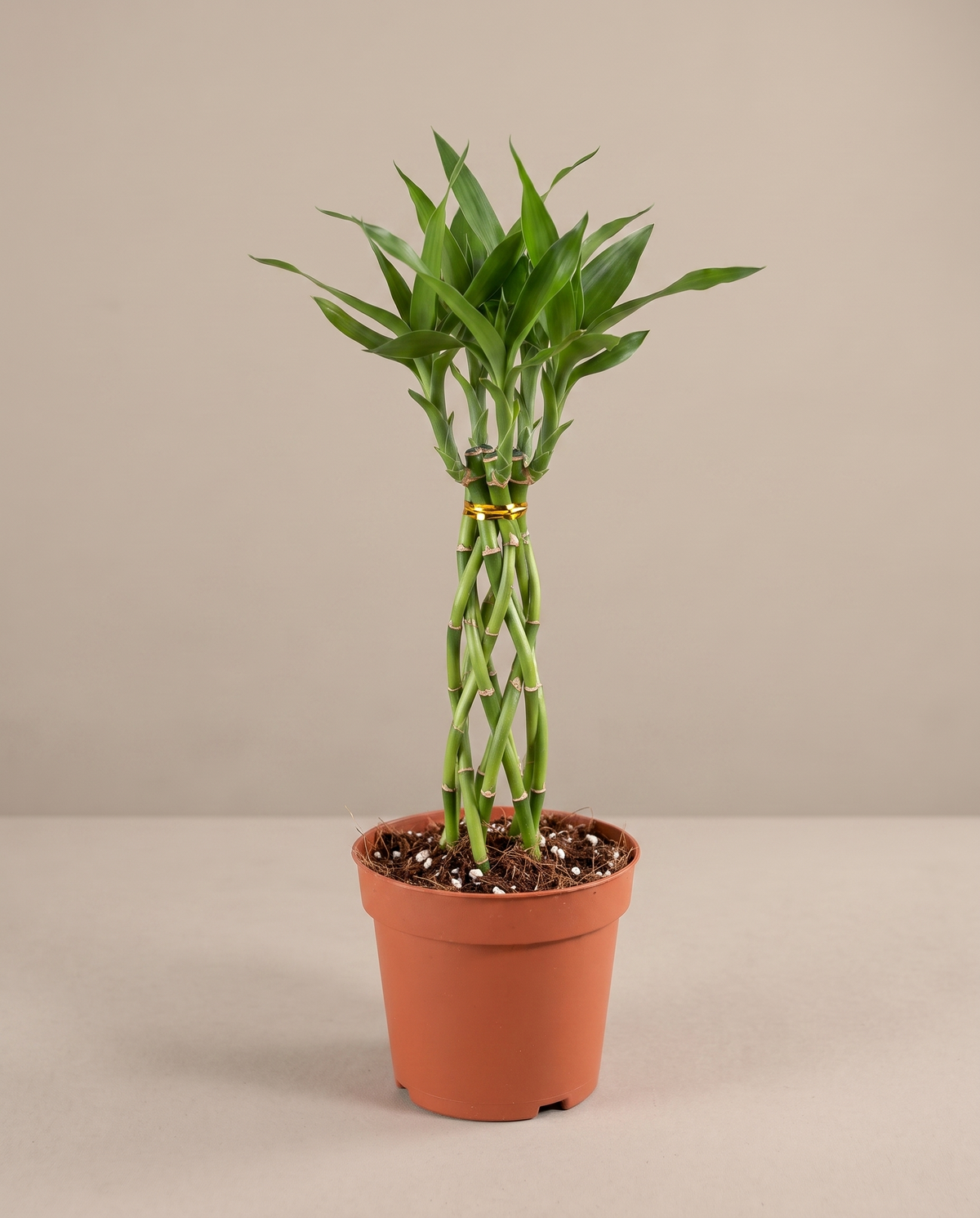 Cobra bamboo in a grow pot, front studio, Small 5 stems