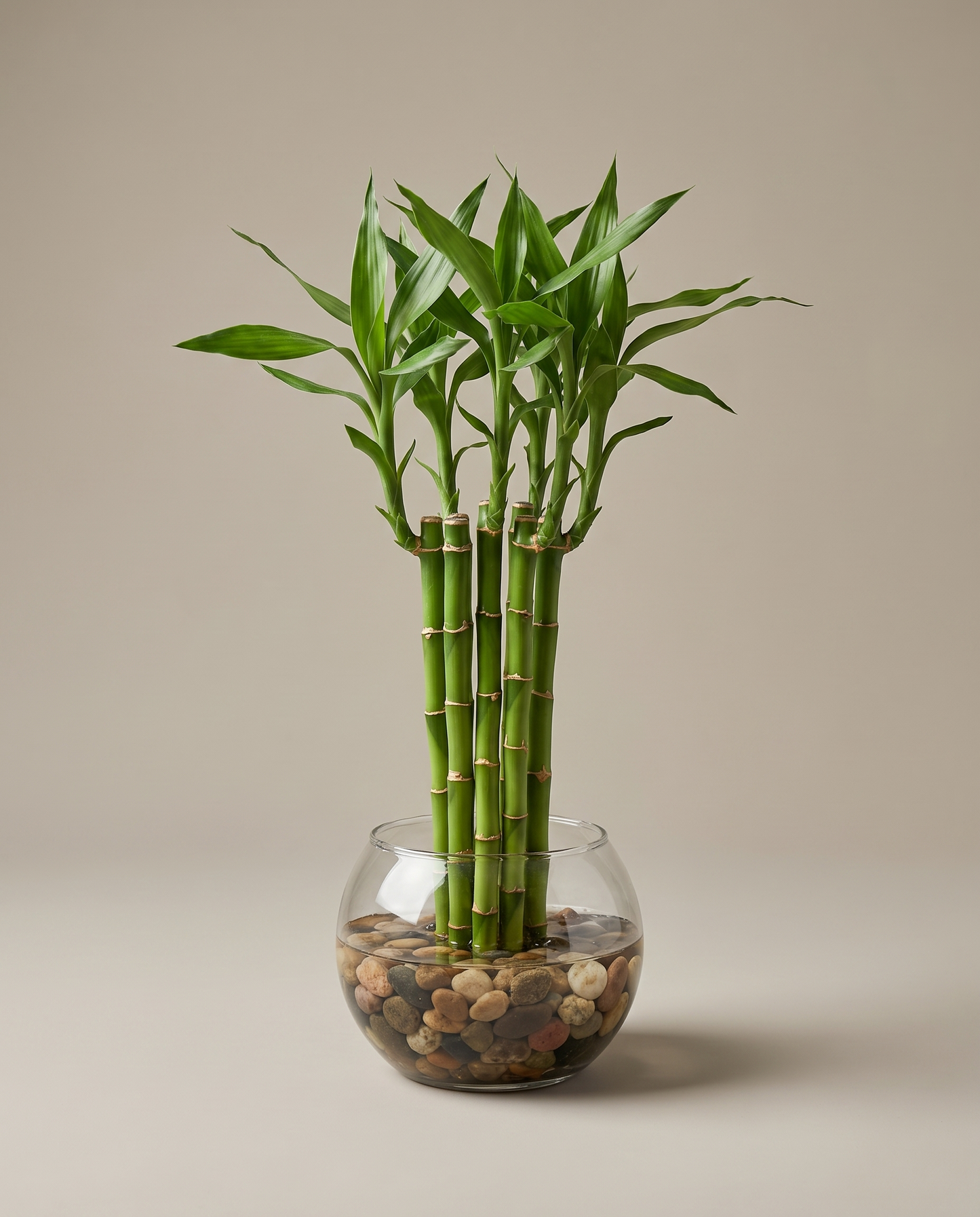 Lucky bamboo, 6 stalks in a clear glass bowl with river stones, studio
