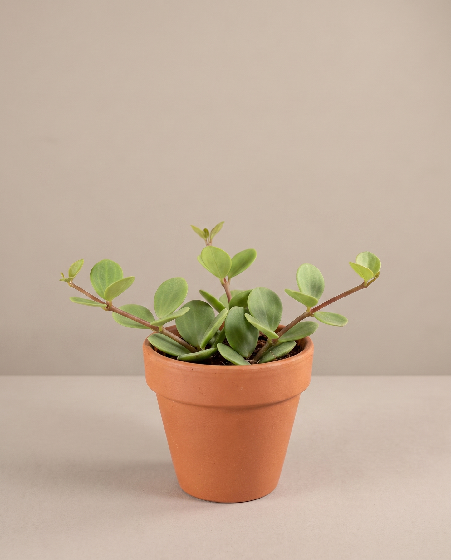 Peperomia Hope in a 4-inch grow pot, studio