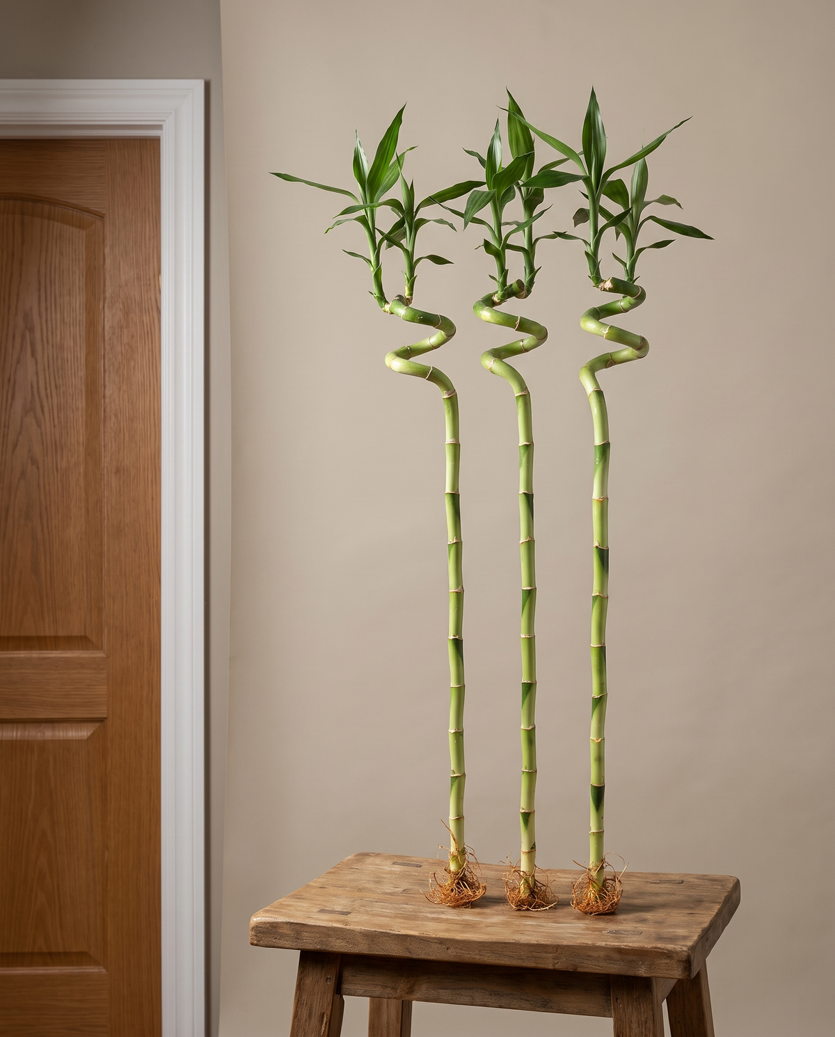Three 3-foot spiral lucky-bamboo stalks on a stool by a doorway
