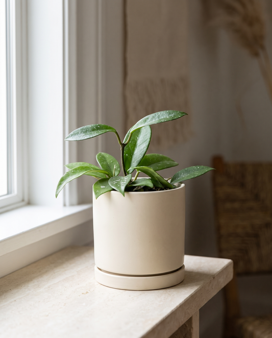 Assorted splash Hoya in a decorative ceramic, styled on a shelf