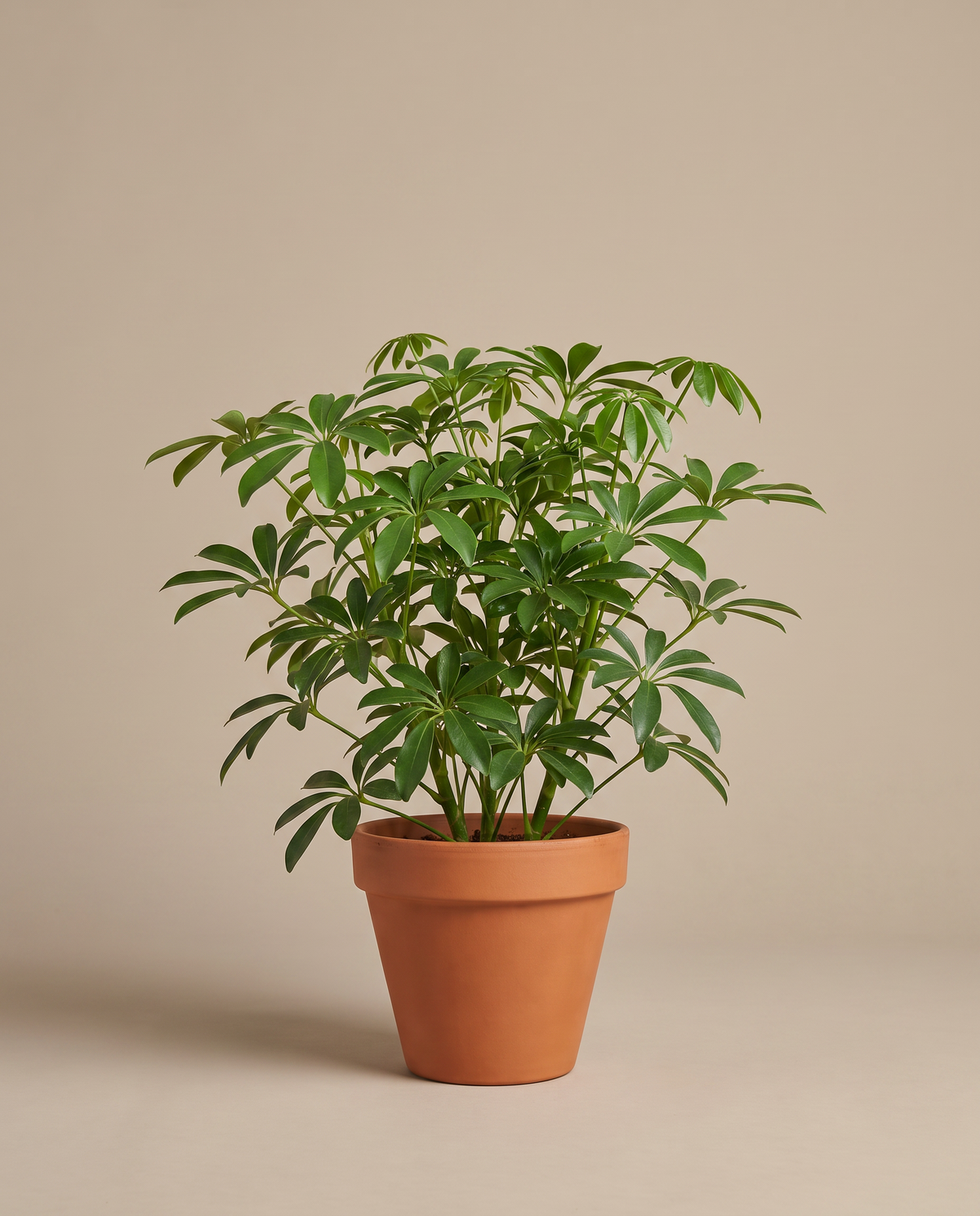Dwarf umbrella tree in a 6-inch grow pot, studio