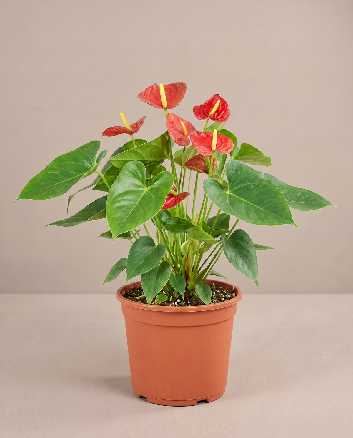 Large 8–10-inch Anthurium in a grow pot, studio, in bloom
