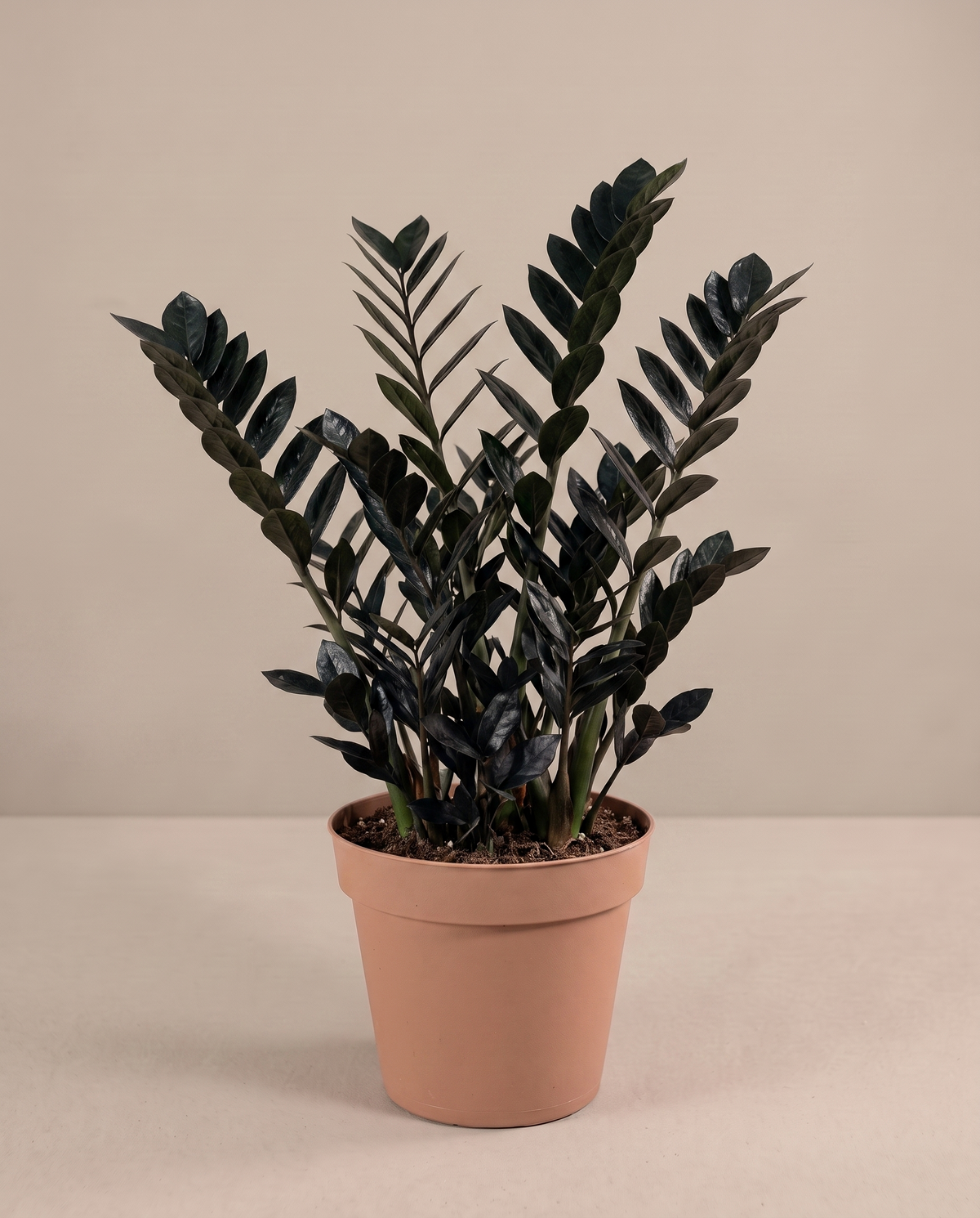Large 8–10-inch Raven ZZ in a grow pot, studio