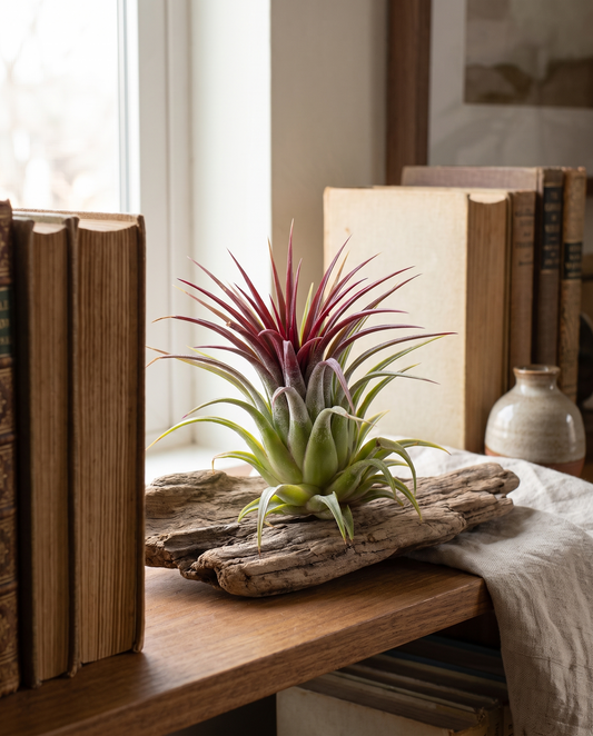 Tillandsia ionantha on driftwood on a wood bookshelf