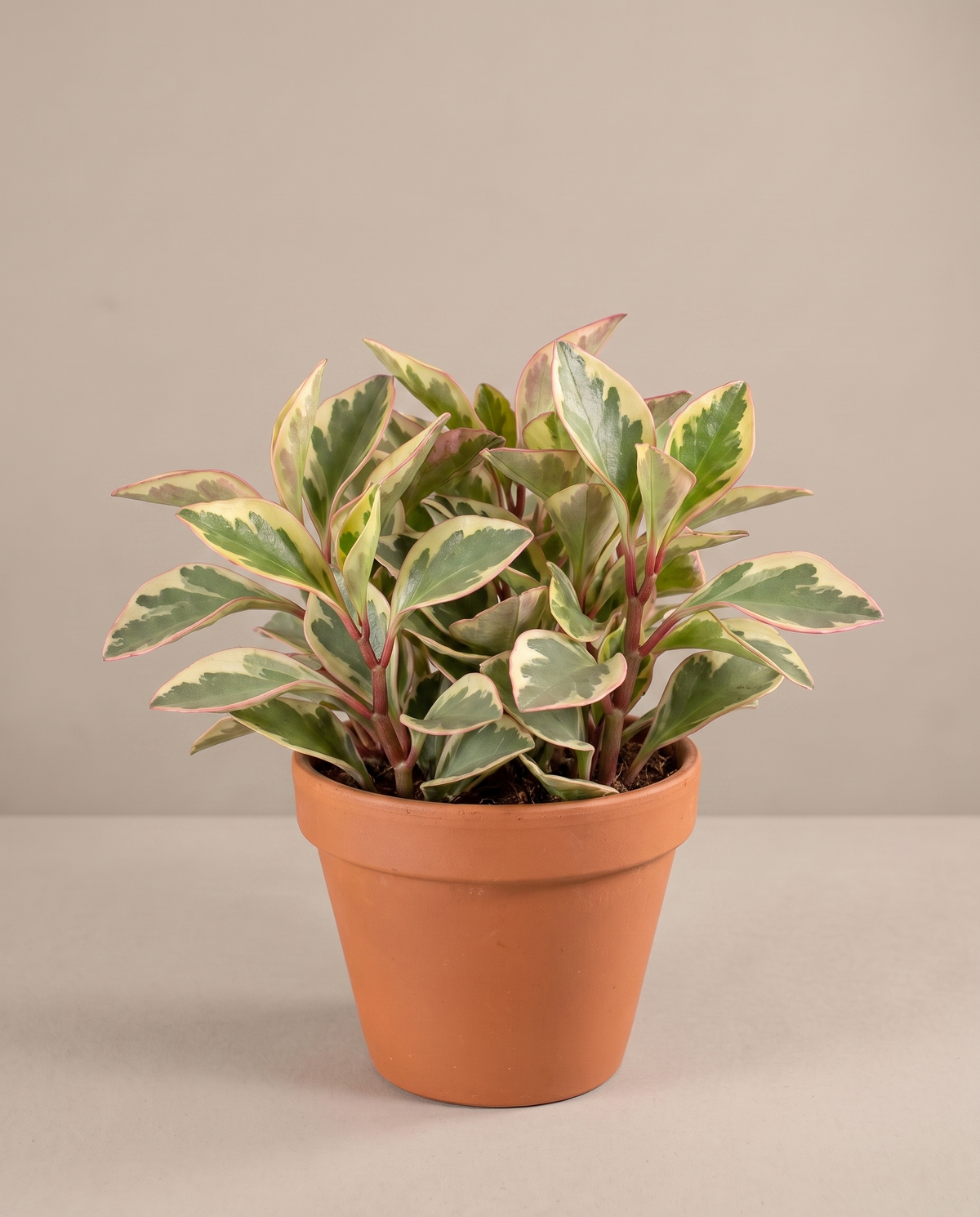 Large 5–6-inch Peperomia tri-color in a grow pot, studio