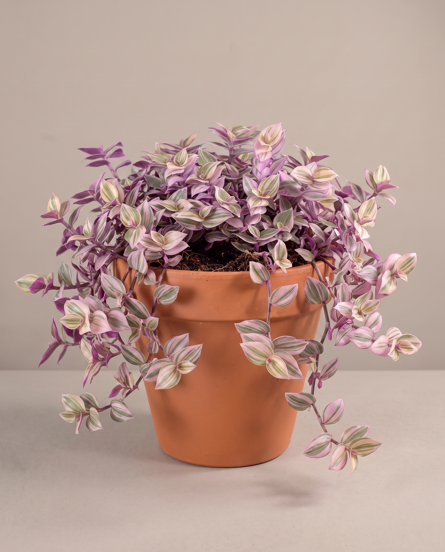 Large Pink Panther Tradescantia in a grow pot, studio