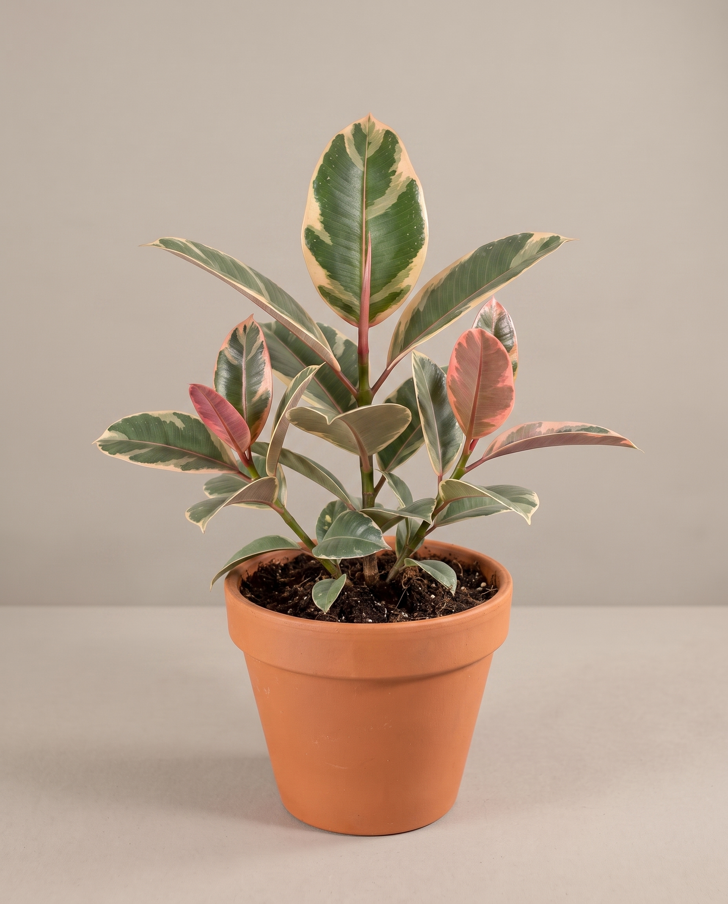 Medium 5–6-inch variegated rubber plant in a grow pot, studio