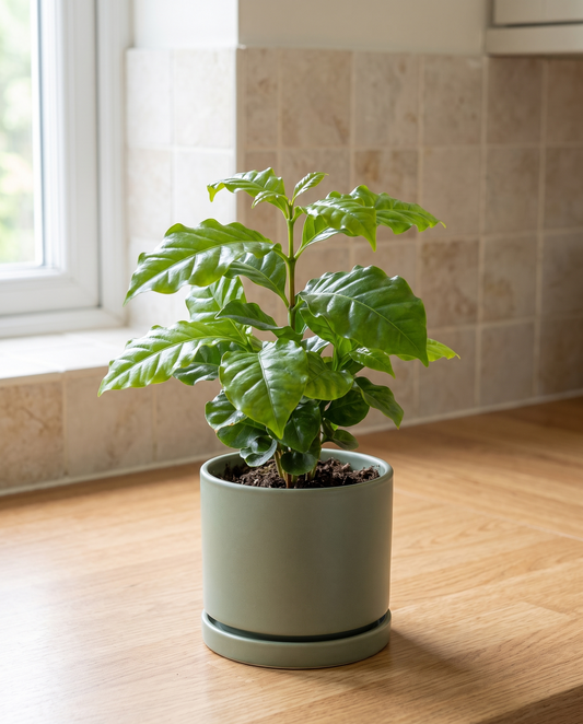 Coffee plant in a sage ceramic on a wood kitchen counter