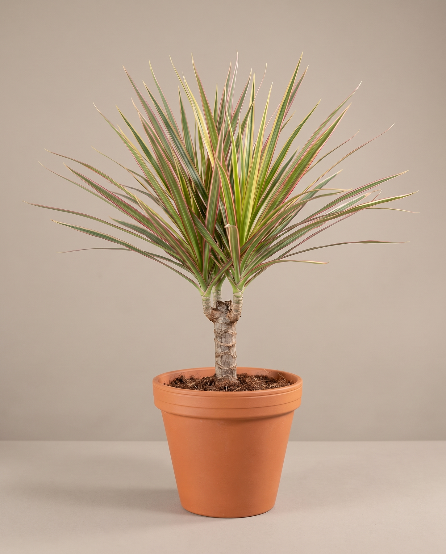 Dracaena Marginata Bicolor in an 8–10-inch grow pot, studio, cane