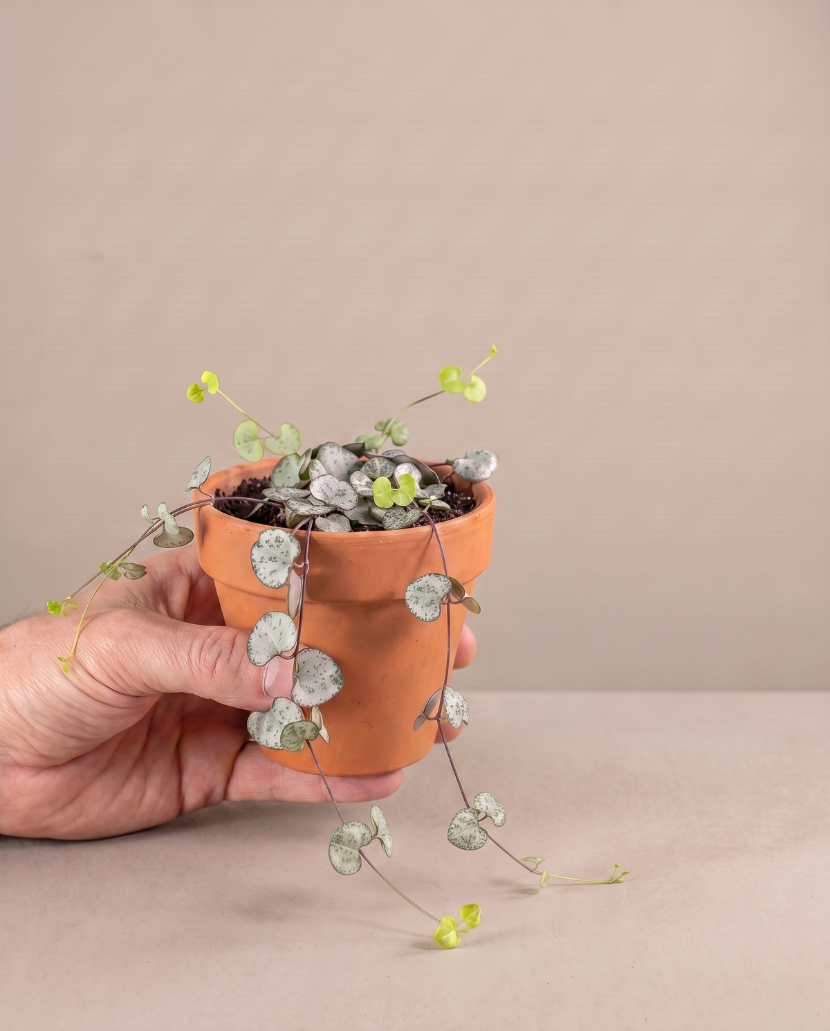 Hand beside a 3.5–4-inch String of Hearts in a grow pot