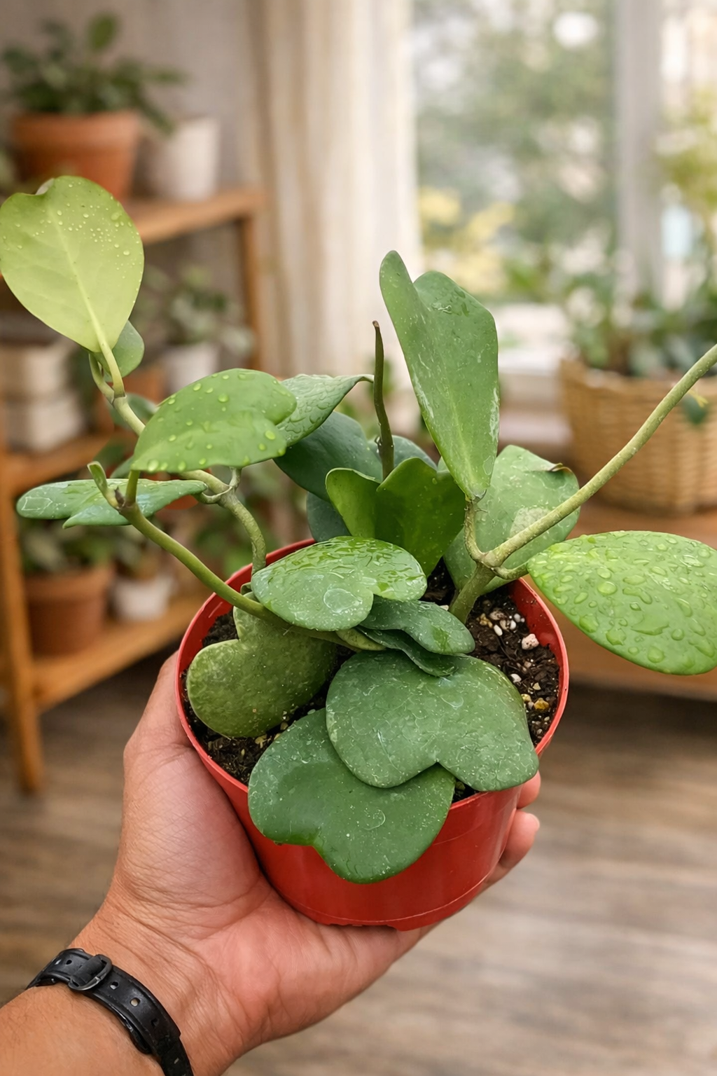 Hoya Heart in growing pot 4"Grower Pot