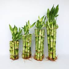 Lucky Bamboo (Dracaena) Straight Stalk | 4"–18" Height | Easy Care Indoor Plant