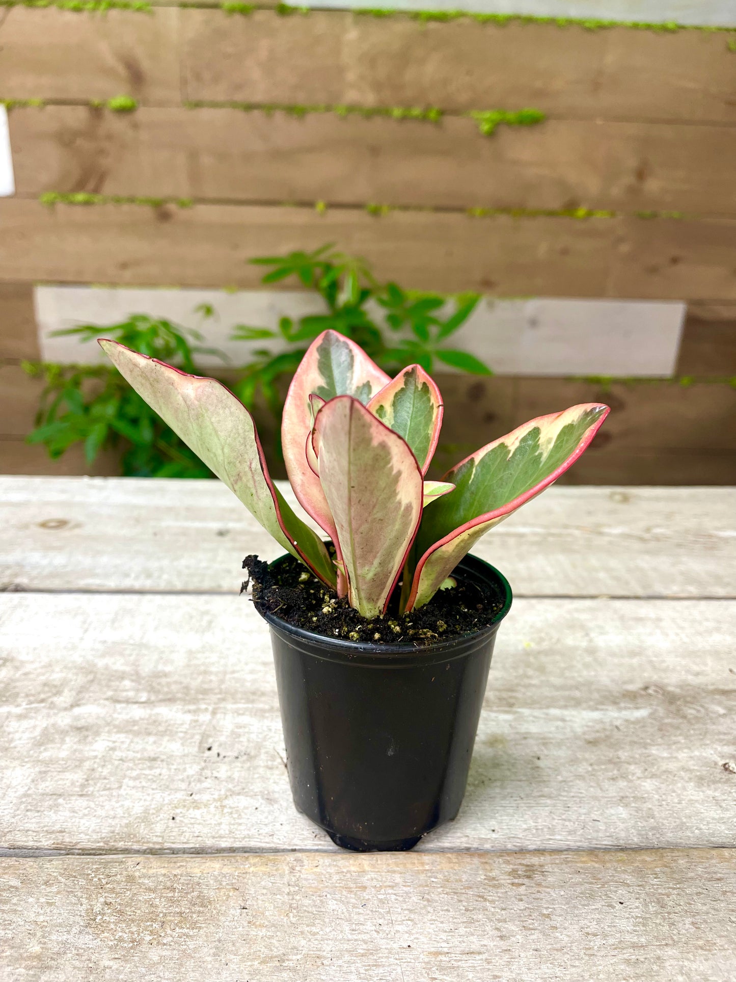 Peperomia Plant Bundle