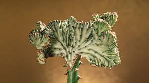 Crested Coral Cactus 5” Grower Container | Unique Succulent Houseplant for Sale