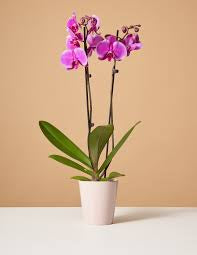Orchid (Assorted colors)