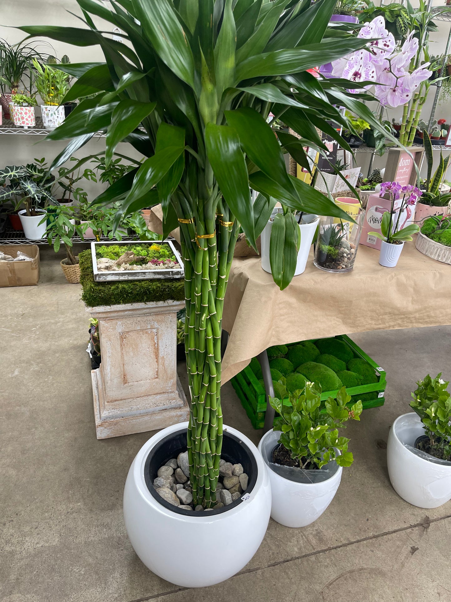 Braided bamboo (3–4feet) pot not included