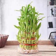 Three /five layer lucky bamboo birthday cake pot not included (ceramic and glass $10—$20 optional)