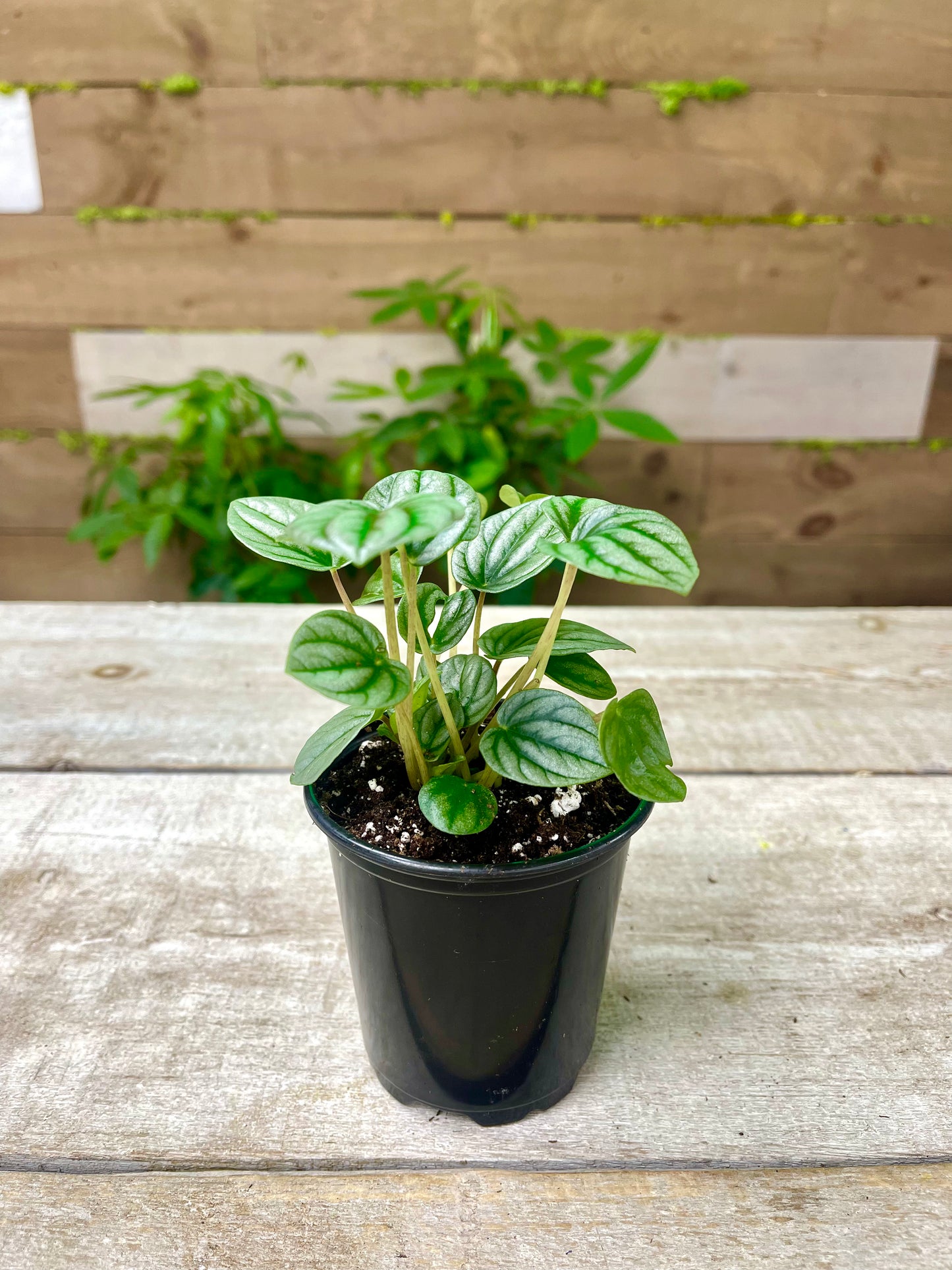 Peperomia Plant Bundle