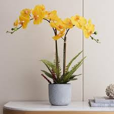 Orchid (Assorted colors)
