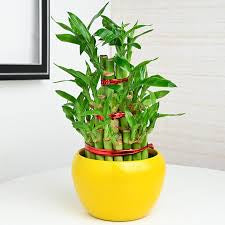 Three /five layer lucky bamboo birthday cake pot not included (ceramic and glass $10—$20 optional)