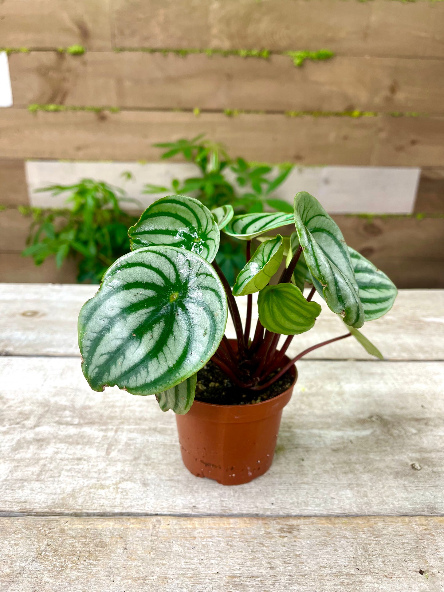 Peperomia Plant Bundle