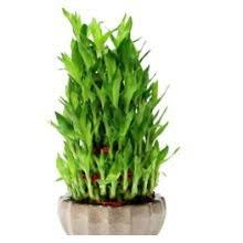 5 lyer birthday cake lucky bamboo (pot not included)