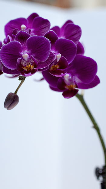 Orchid (Assorted colors)