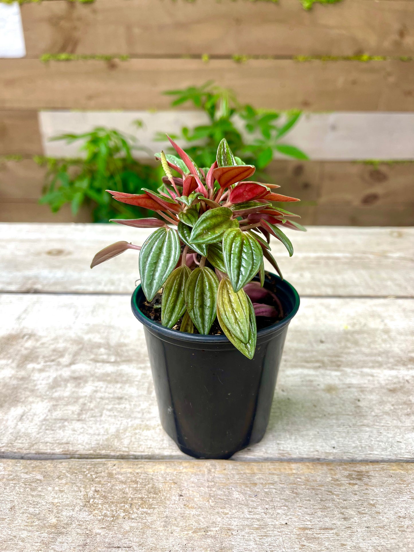 Peperomia Plant Bundle