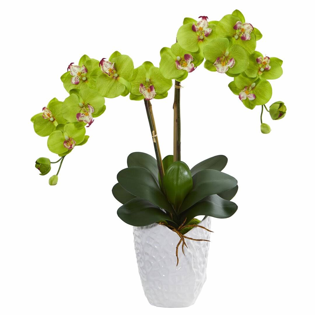 Orchid (Assorted colors)
