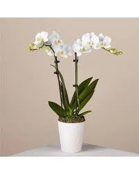 Orchid (Assorted colors)