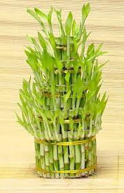 5 lyer birthday cake lucky bamboo (pot not included)