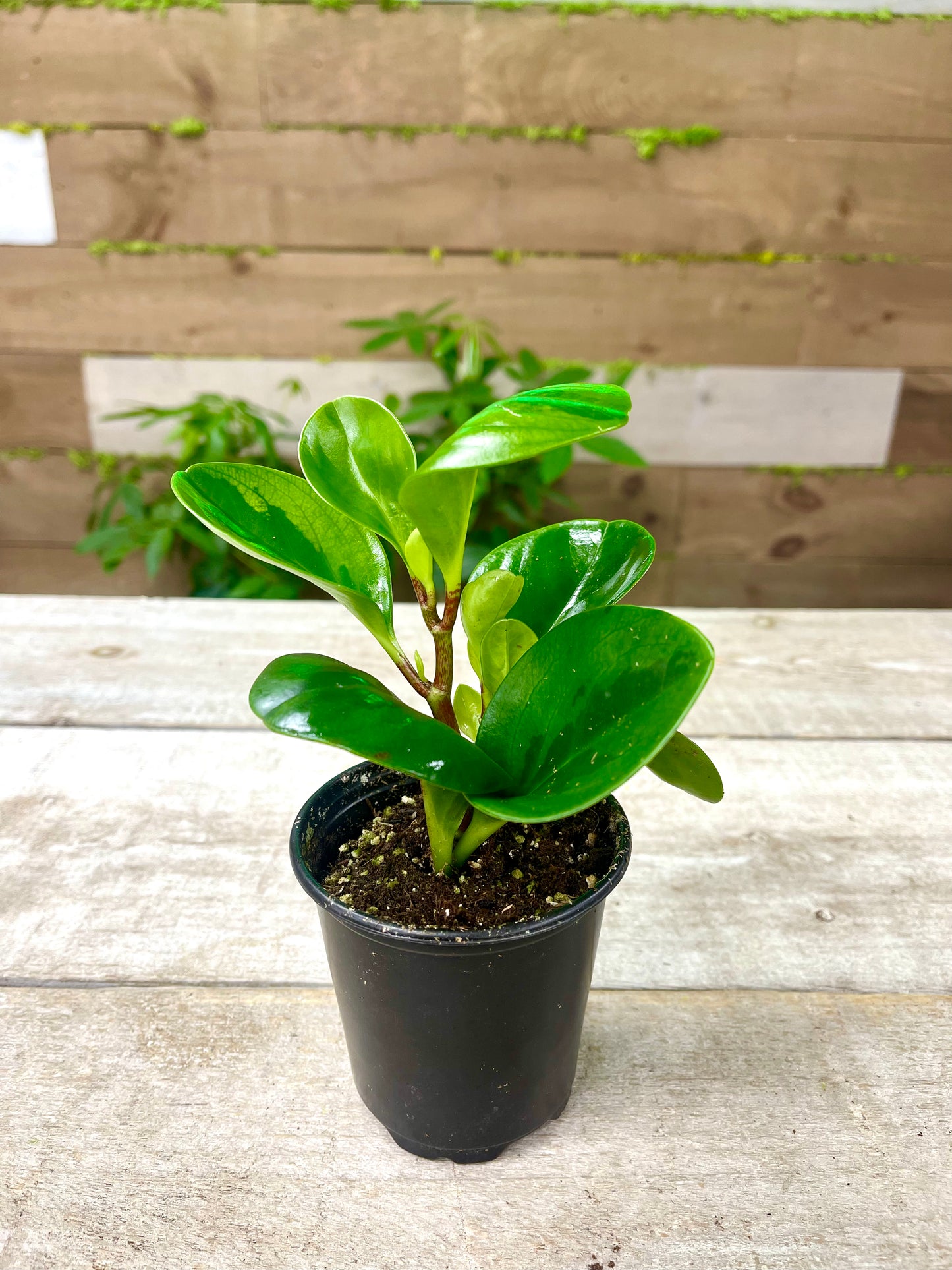 Peperomia Plant Bundle