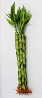 Lucky bamboo Dracaena straight