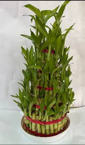 5 lyer birthday cake lucky bamboo (pot not included)