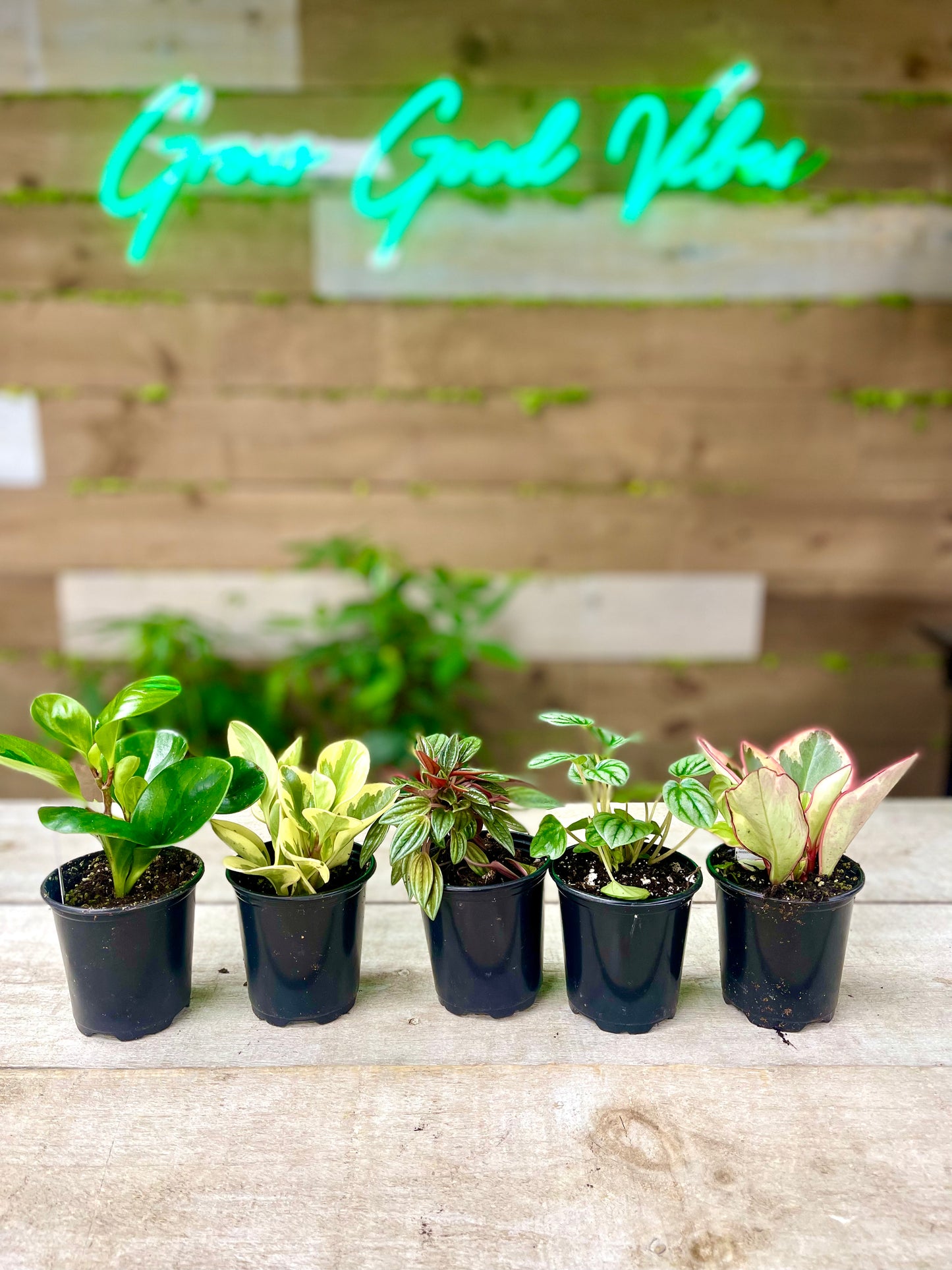 Peperomia Plant Bundle