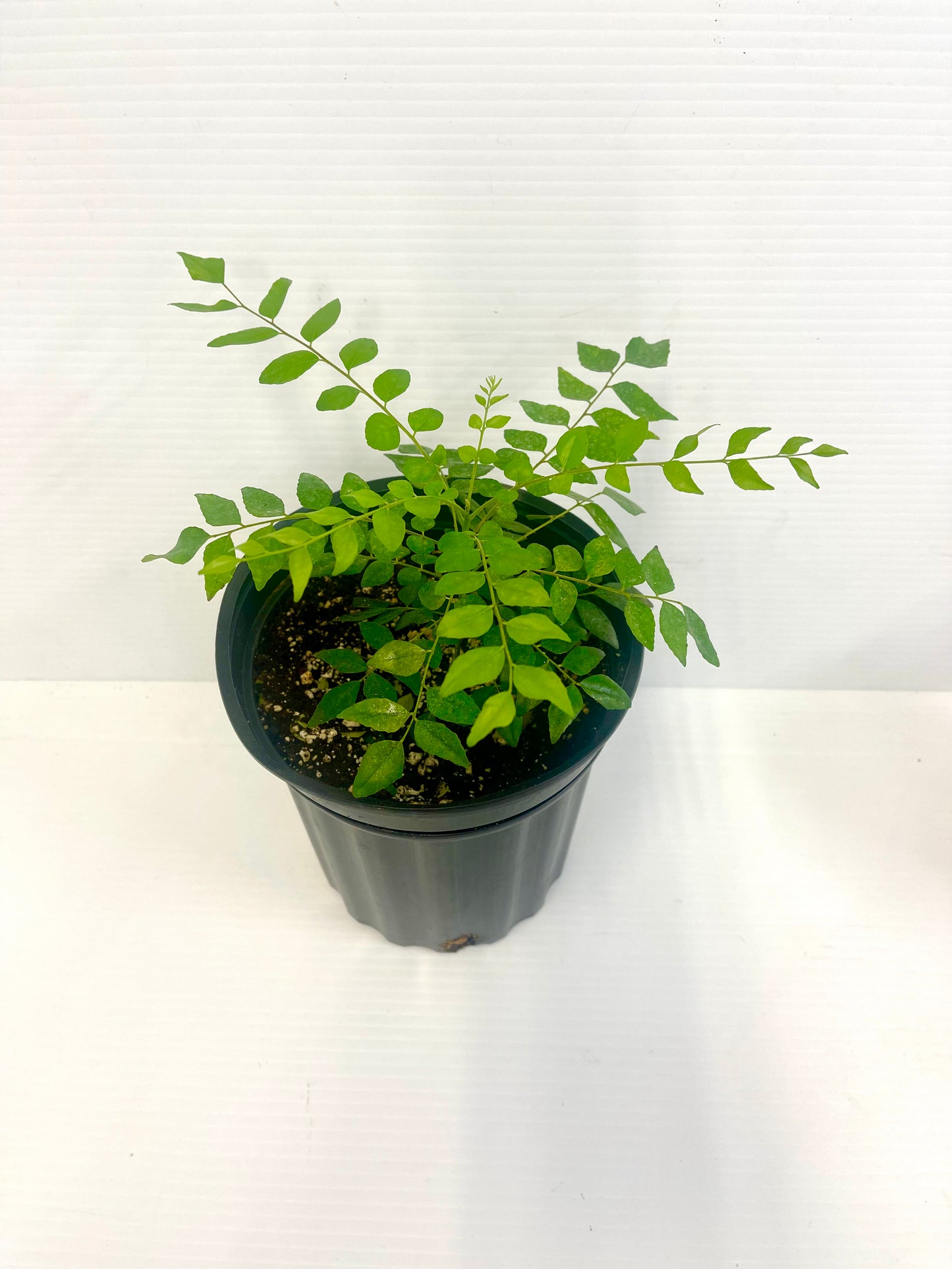 Curry leaf growing pot