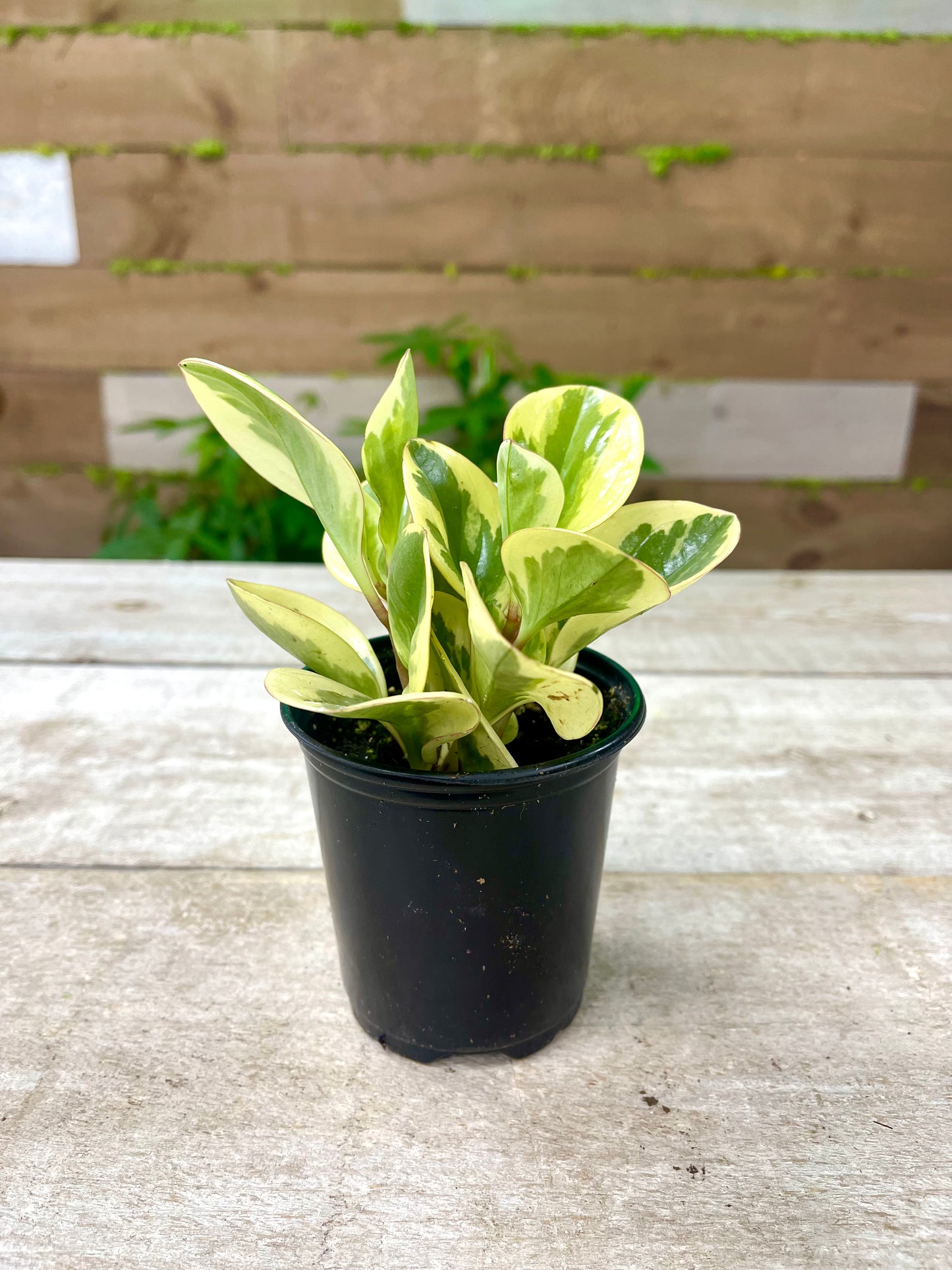 Peperomia Plant Bundle