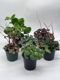 Peperomia Plant Bundle