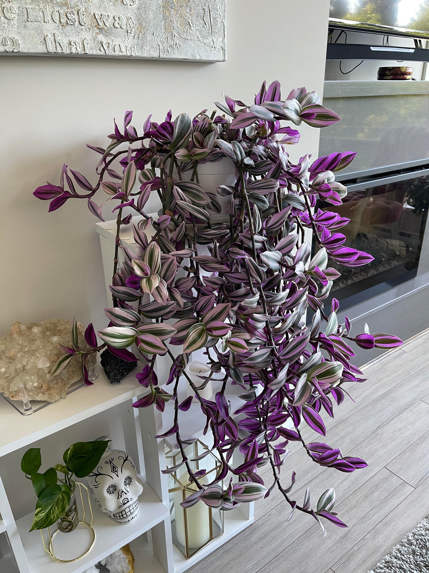 Tradescantia Nanouk in growing pot